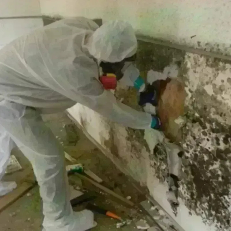 Mold Remediation and Removal in Morongo Valley, CA